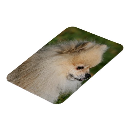 Spitz Headshot 2 Magnet (Linke Seite)