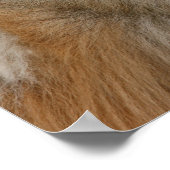 Spitz Headshot 2 Poster (Ecke)