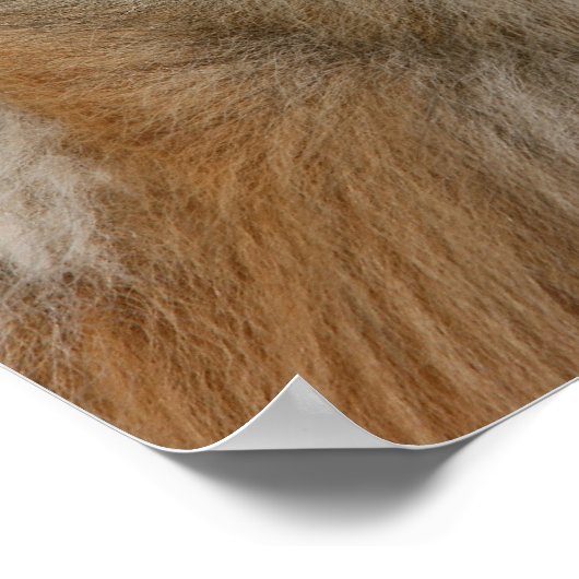 Spitz Headshot 2 Poster (Ecke)