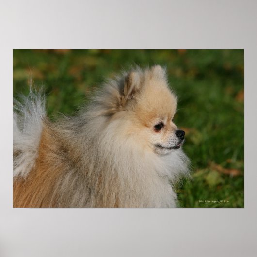 Spitz Headshot 2 Poster (Vorne)