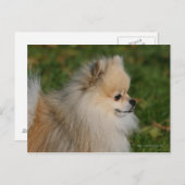 Spitz Headshot 2 Postkarte (Vorne/Hinten)