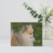 Spitz Headshot 2 Postkarte (Stehend Vorderseite)