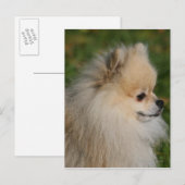 Spitz Headshot 2 Postkarte (Vorne/Hinten)