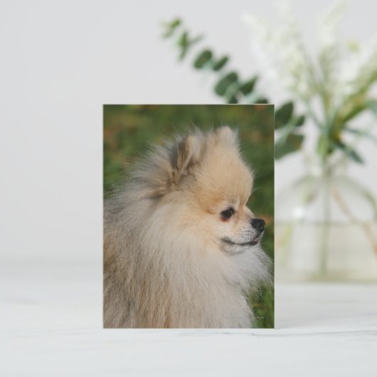 Spitz Headshot 2 Postkarte (Stehend Vorderseite)