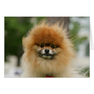 Spitz-Headshot - Kamera