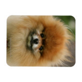 Spitz-Headshot - Kamera Magnet (Horizontal)