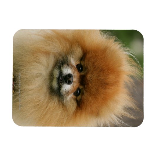 Spitz-Headshot - Kamera Magnet (Horizontal)