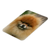 Spitz-Headshot - Kamera Magnet (Linke Seite)