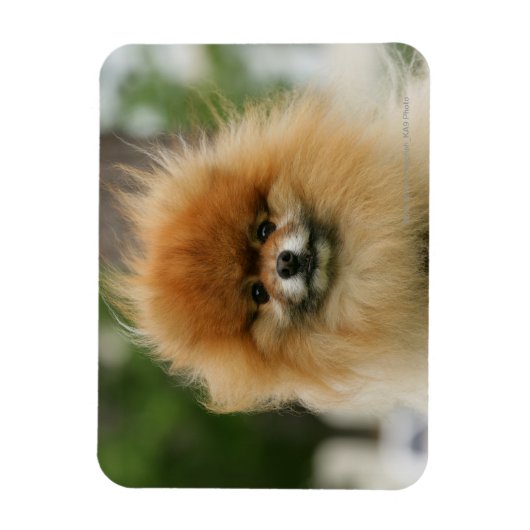 Spitz-Headshot - Kamera Magnet (Vertikal)