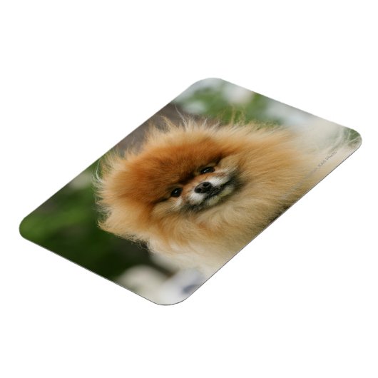 Spitz-Headshot - Kamera Magnet (Linke Seite)