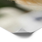 Spitz-Headshot - Kamera Poster (Ecke)