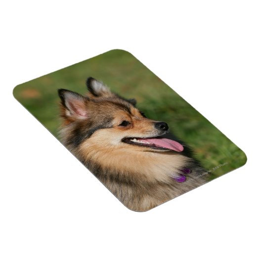 Spitz-Headshot Magnet (Rechte Seite)