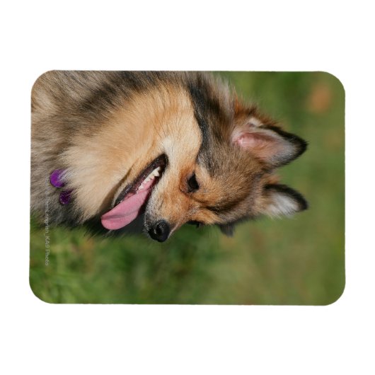 Spitz-Headshot Magnet (Horizontal)