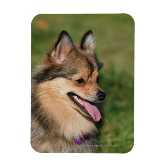 Spitz-Headshot Magnet (Vertikal)