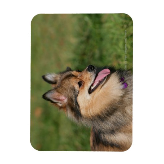 Spitz-Headshot Magnet (Vertikal)