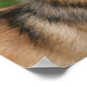 Spitz-Headshot Poster (Ecke)