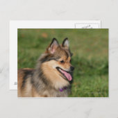 Spitz-Headshot Postkarte (Vorne/Hinten)