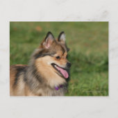 Spitz-Headshot Postkarte (Vorderseite)