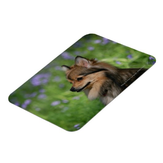 Spitz-Headshot-Sitzung Magnet (Linke Seite)