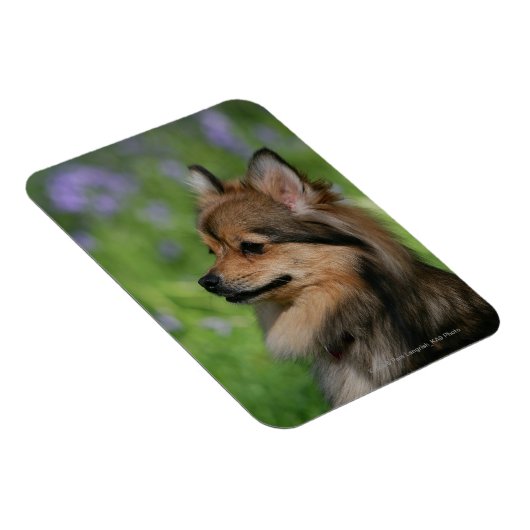 Spitz-Headshot-Sitzung Magnet (Rechte Seite)