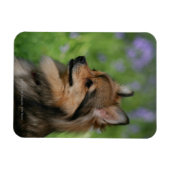 Spitz-Headshot-Sitzung Magnet (Horizontal)