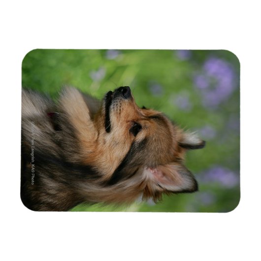 Spitz-Headshot-Sitzung Magnet (Horizontal)