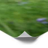 Spitz-Headshot-Sitzung Poster (Ecke)