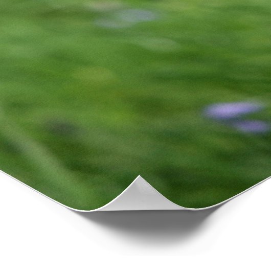 Spitz-Headshot-Sitzung Poster (Ecke)