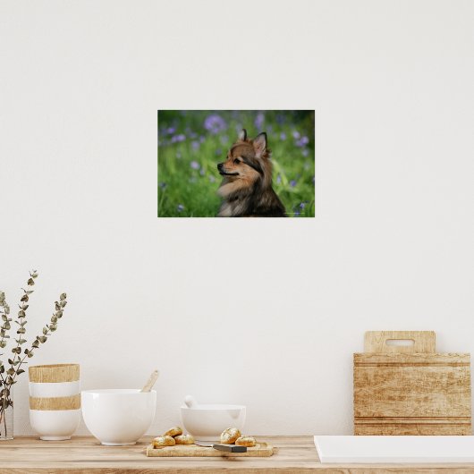 Spitz-Headshot-Sitzung Poster (Küche)
