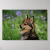 Spitz-Headshot-Sitzung Poster (Vorne)