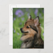 Spitz-Headshot-Sitzung Postkarte (Vorne/Hinten)
