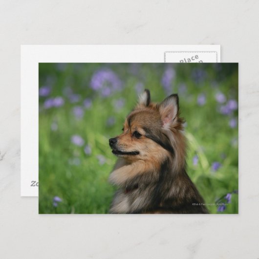 Spitz-Headshot-Sitzung Postkarte (Vorne/Hinten)