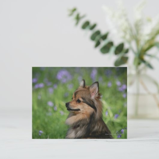 Spitz-Headshot-Sitzung Postkarte (Stehend Vorderseite)