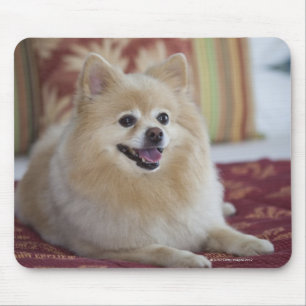 Spitz Hund im haustierfreundlichen Hotelzimmer Mousepad