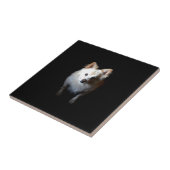 Spitz Hund in Dunkelheit Fliese (Seite)