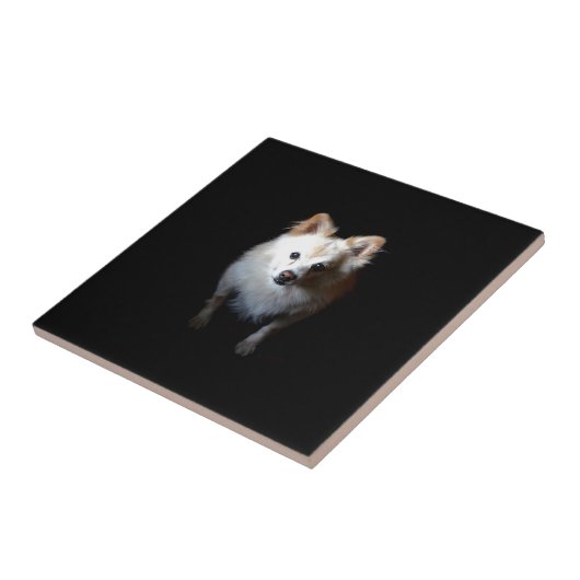 Spitz Hund in Dunkelheit Fliese (Seite)