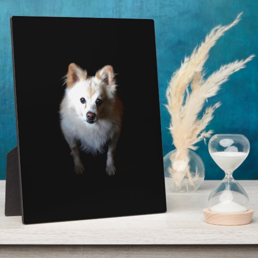 Spitz Hund in Dunkelheit Fotoplatte (Seite)