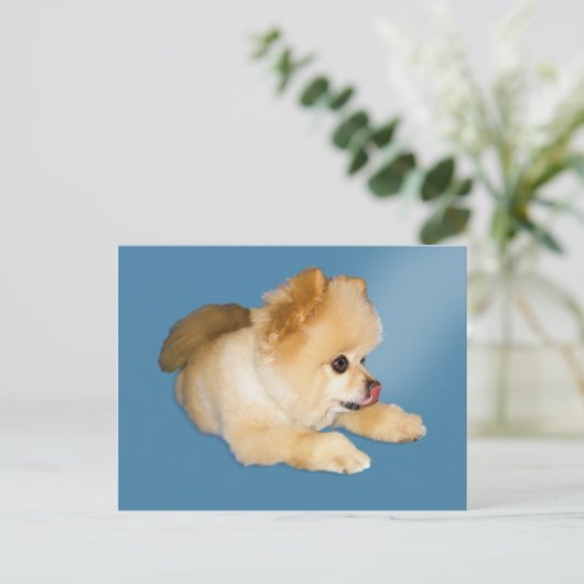 Spitz Hund Postkarte (Stehend Vorderseite)