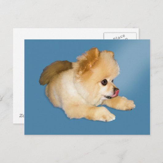Spitz Hund Postkarte (Vorne/Hinten)