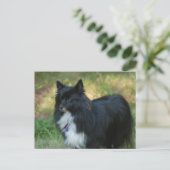 Spitz Hund Postkarte (Stehend Vorderseite)