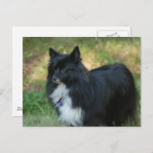 Spitz Hund Postkarte (Vorne/Hinten)