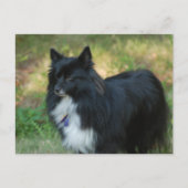 Spitz Hund Postkarte (Vorderseite)