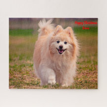 Spitz Hund.