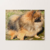 Spitz Hund. Puzzle (Horizontal)