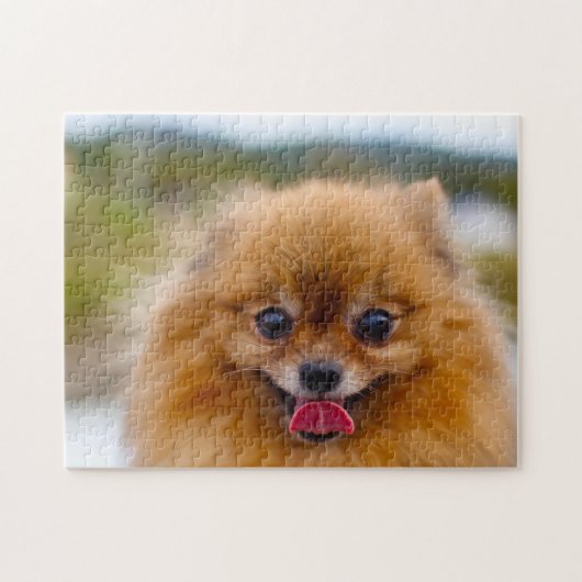 Spitz Hund. Puzzle (Horizontal)