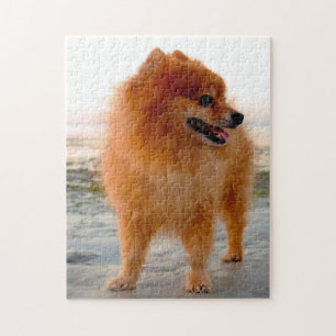 Spitz Hund. Puzzle
