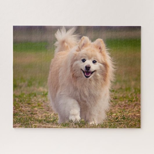 Spitz Hund. Puzzle (Horizontal)