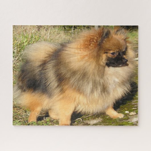 Spitz Hund. Puzzle (Horizontal)
