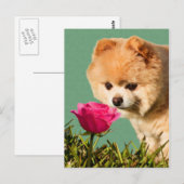 Spitz Hund und Rose Postkarte (Vorne/Hinten)