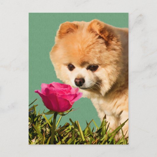 Spitz Hund und Rose Postkarte (Vorderseite)